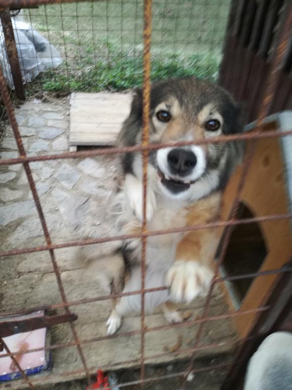 Pensiunea Flori De Camp Vatra Dornei Buitenkant foto